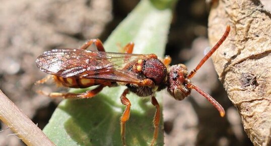 Abeille genre Nomada (genus Nomada)