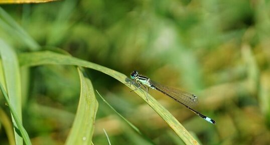 Agrion élégant