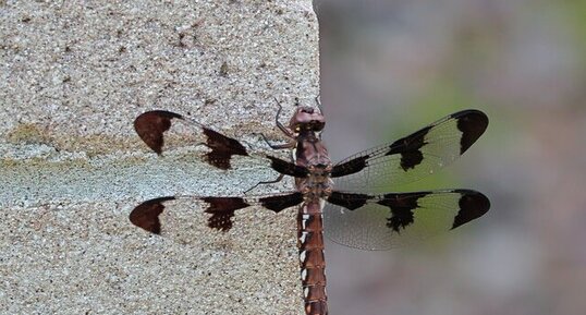 Libellule lydienne (Plathemis lydia) femelle