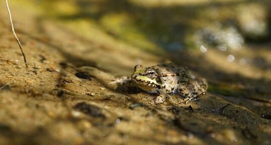 Grenouille verte