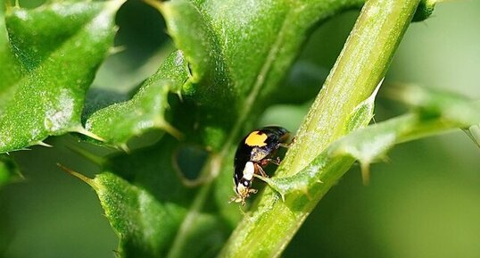 Coccinelle asiatique