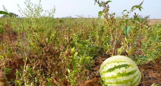 Cucumis lanatus (la Pastèque)
