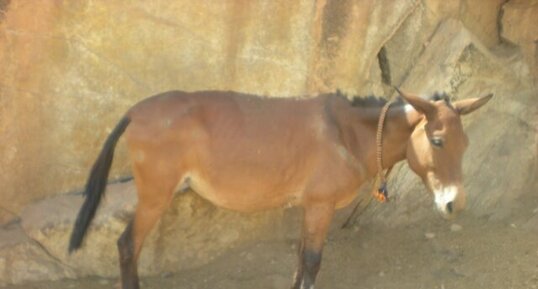 Mule : Equus asinus x Equus caballus