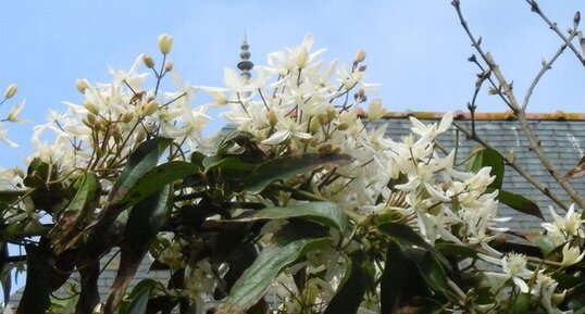 Clématite du père Armand