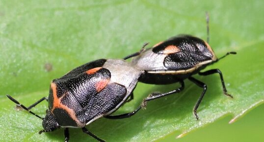 Punaises hétéroptères (Cosmopepla lintneriana)