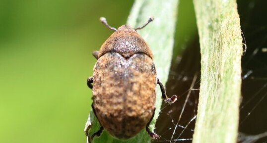 Lixe obtus (Larinus obtusus)