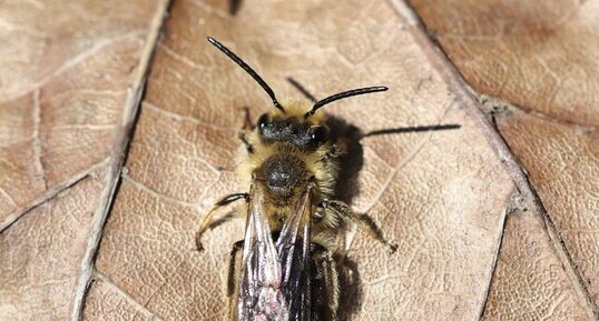 Andrène de Dunning (Andrena Dunningi)