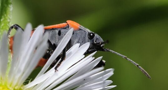 Petite punaise de l'asclépiade (Lygaeus kalmii)