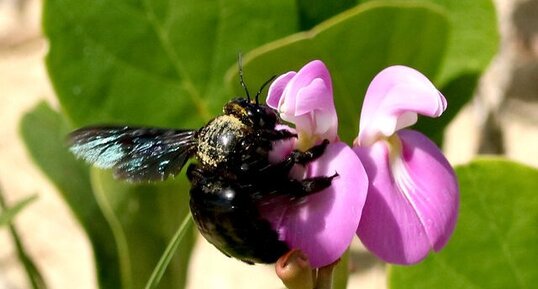 Abeille solitaire