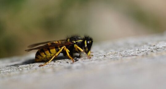 Poliste sp.?