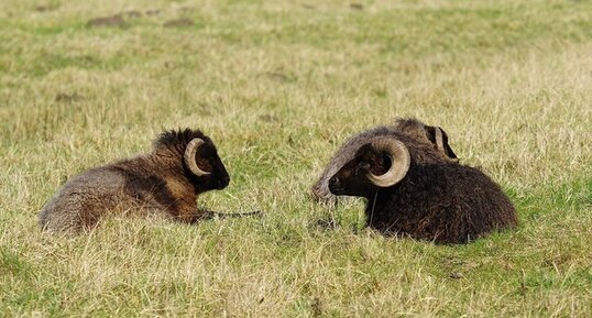 Moutons d'Ouessant