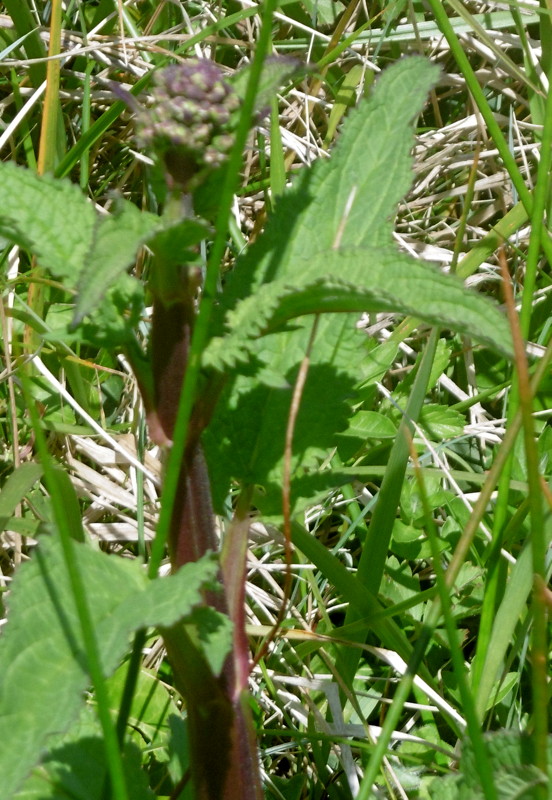 scrophulaire aquatique
