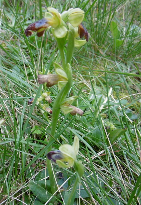 ophrys araignée