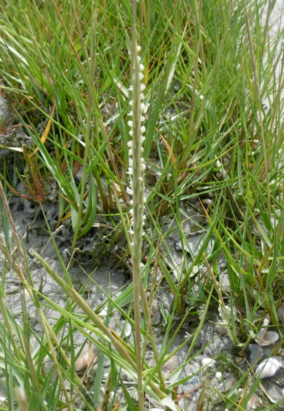 P1130590