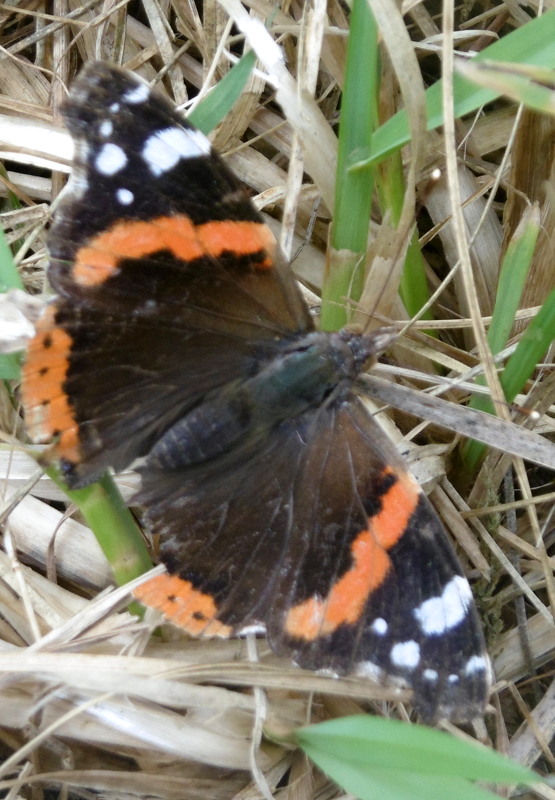 P1130182