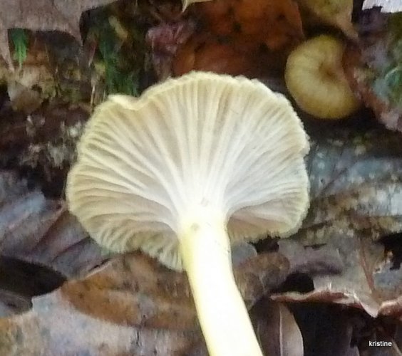 Chanterelle en tube Craterellus tubaeformis Les Taxinomes
