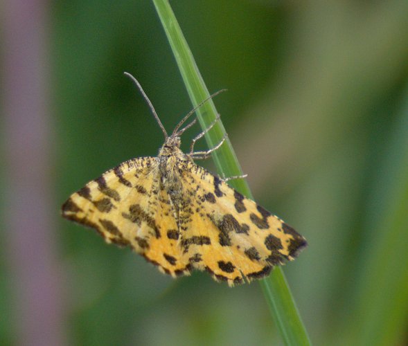 la Panthère Pseudopanthera macularia