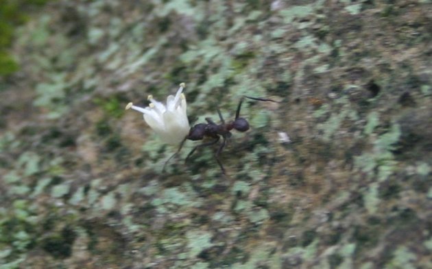 fourmis fourmi manioc 5