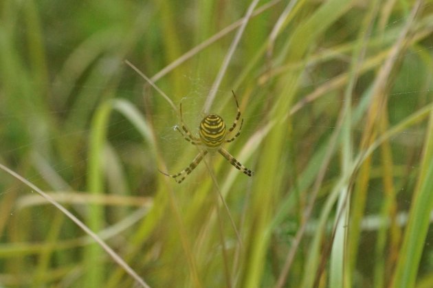 Argiope frelon