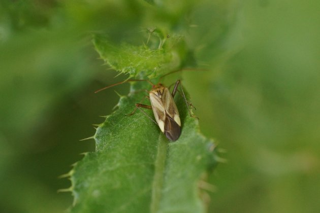 Adelphocoris lineolatus