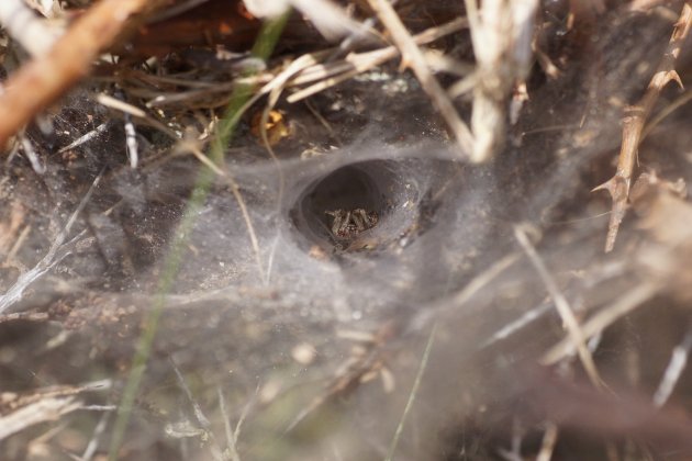 Agelena labyrintica