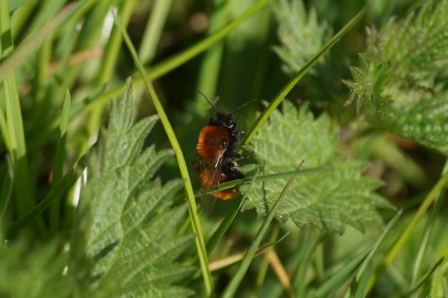 Andrena fulva