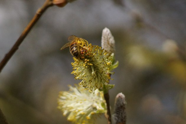 Apis mellifera