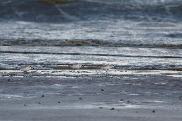 Bécasseaux sanderling sous réserve