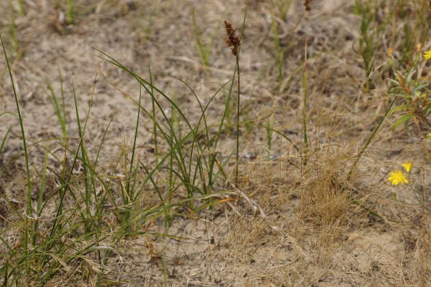 Carex riparia laîche des sables