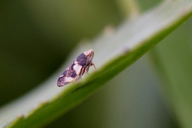 Cicadelle sp