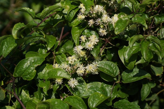 Clématite fausse vigne Clematis viticella