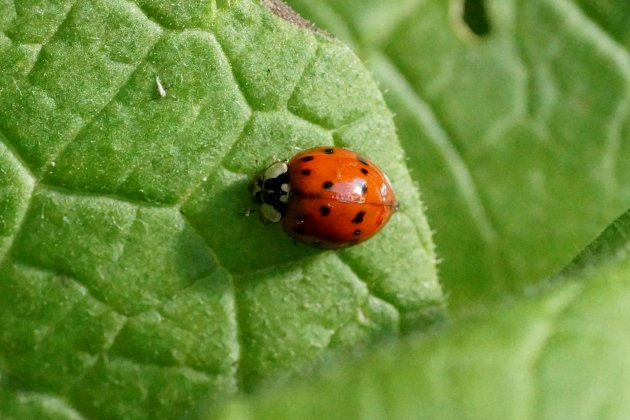 Coccinelle asiatique 2