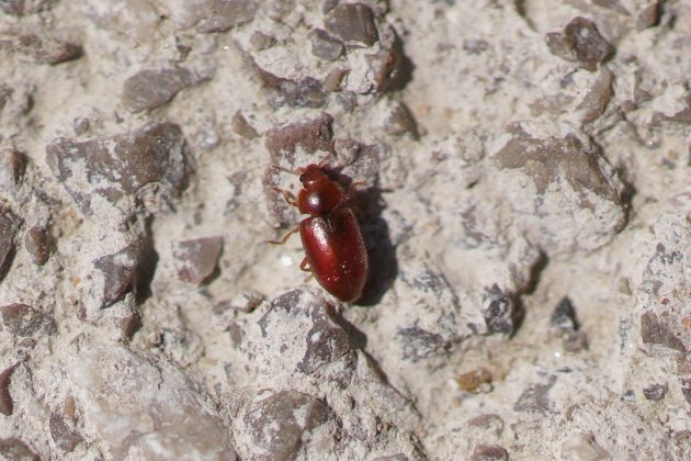 Coccinelle des marais