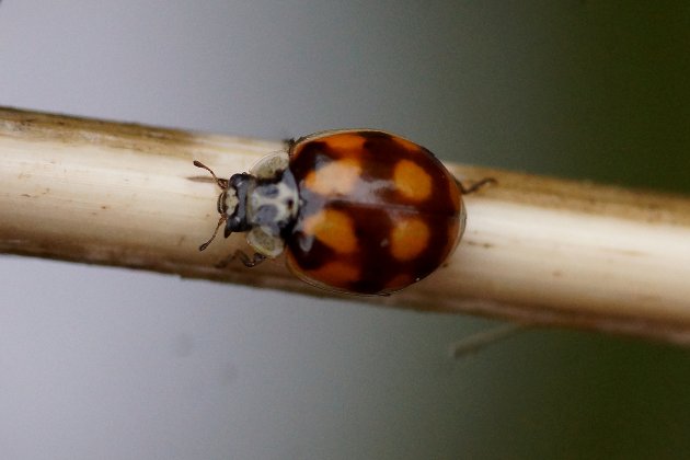 Coccinelle sp