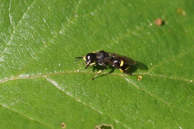 Conops sp sous réserve