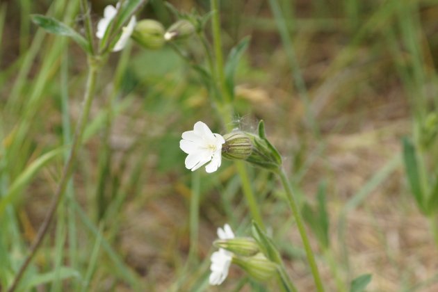 Silène sp. Les Taxinomes