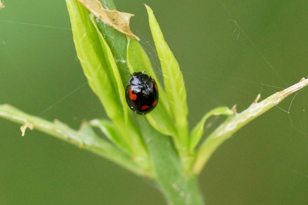 Exochomus quadripustulatus