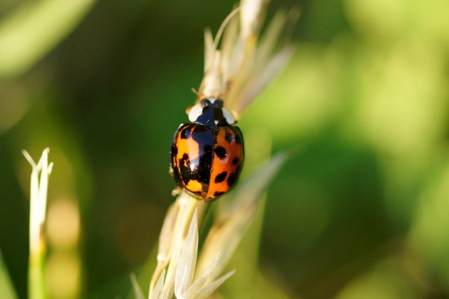 Harmonia axyridis