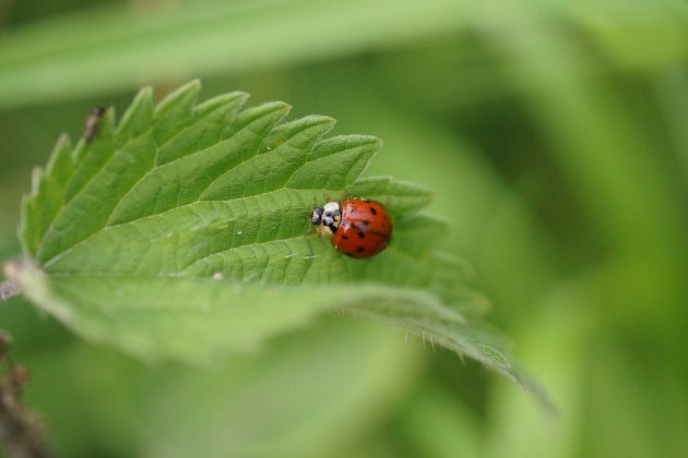 Harmonia axyridis 3