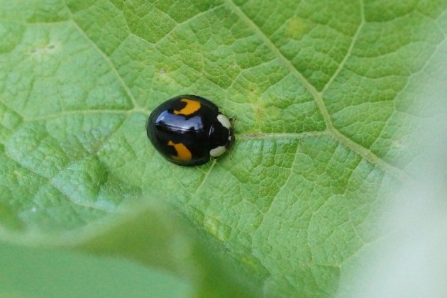 Harmonia axyridis 3