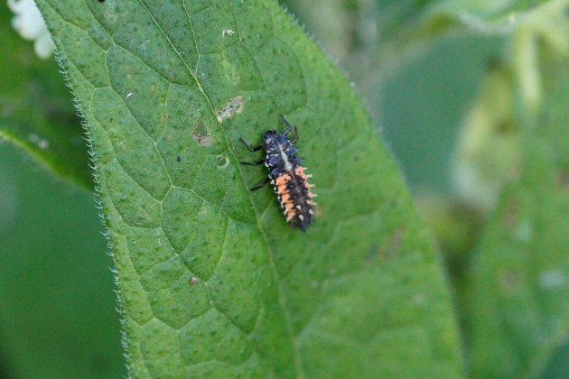 Larve de Coccinelle asiatique