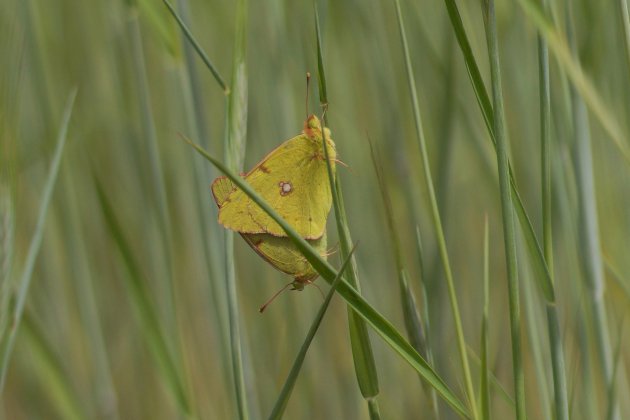 Le Fluoré Colias alfacariensis sous réserve