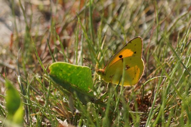 Le souci Colias croceaDSC06901