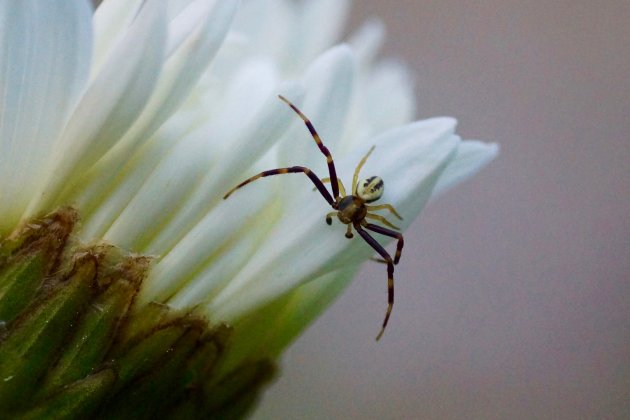 Misumena vatia mâle