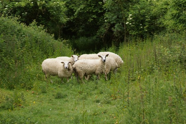 Moutons boulonnais