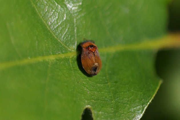 Penthimia nigra sous réserve