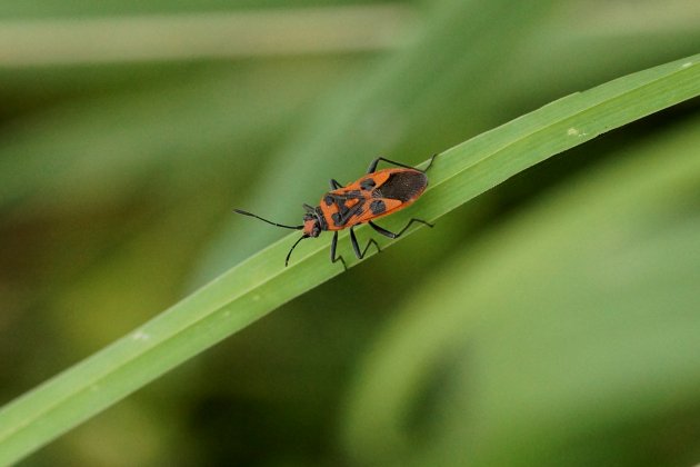 Punaise de la Jusquiame Corizus hyoscyami Rhopalides