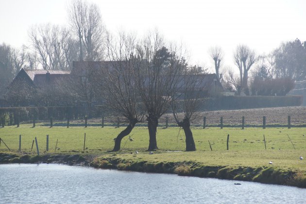 Triptyque de trognes