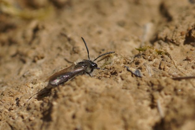 Andrena cineraria sous réserve