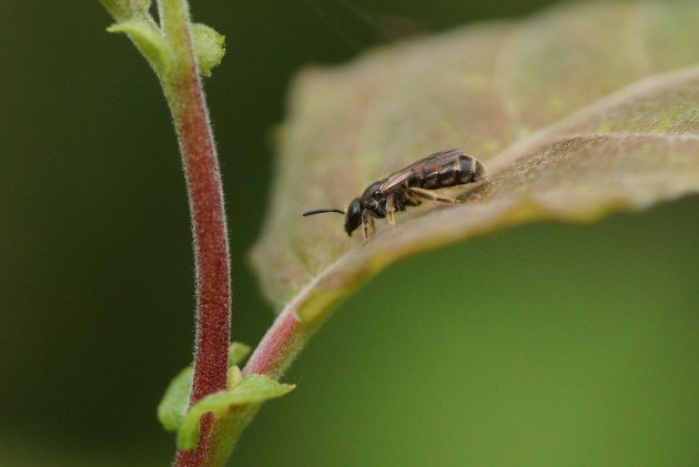 Andrena sp